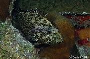 Cephalopholis-cruentatus Vieille de roche-Bonaire Buddy Reef-7m-20180218nuit-Denis-ADER-DSC_6437_tn